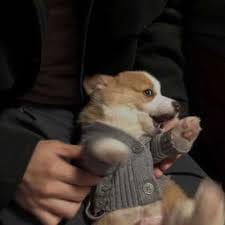 Thảo Nguyên avatar